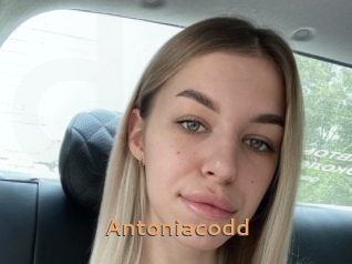 Antoniacodd