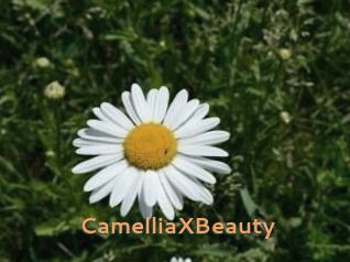 Camellia_XBeauty