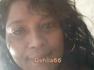 Dahlia66