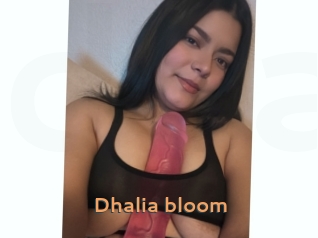 Dhalia_bloom