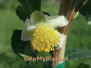 GripMyBlanket