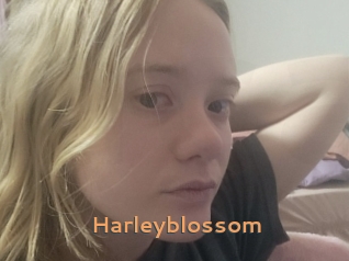 Harleyblossom