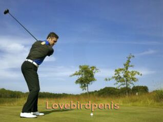 Lovebirdpenis