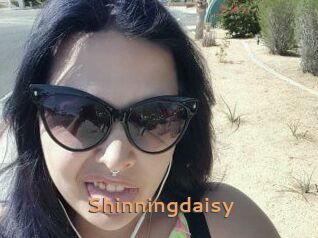 Shinningdaisy