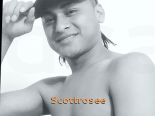 Scottrosee