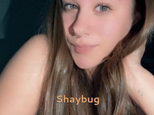 Shaybug
