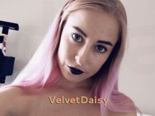 VelvetDaisy