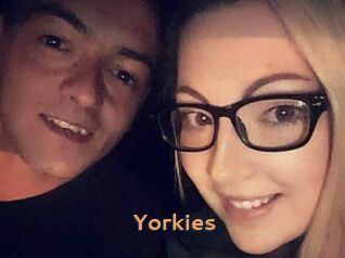 Yorkies